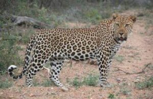 Krüger-Nationalpark-Touren ab Johannesburg