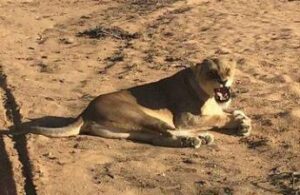 Krüger-Nationalpark-Touren ab Johannesburg