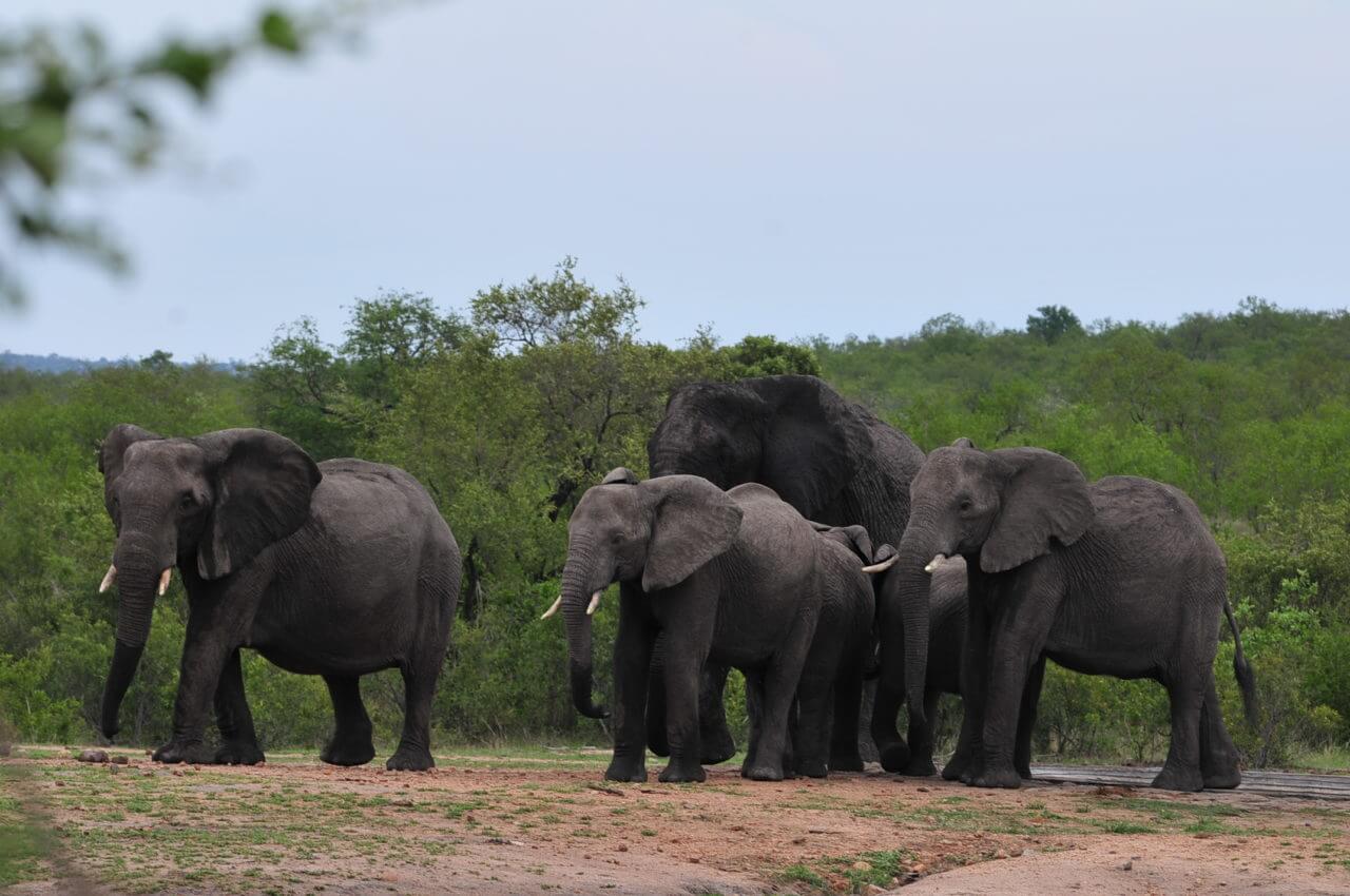 Krüger-Nationalpark-Touren ab Johannesburg